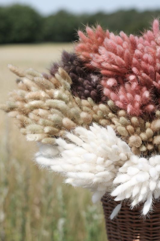 Lagurus natur