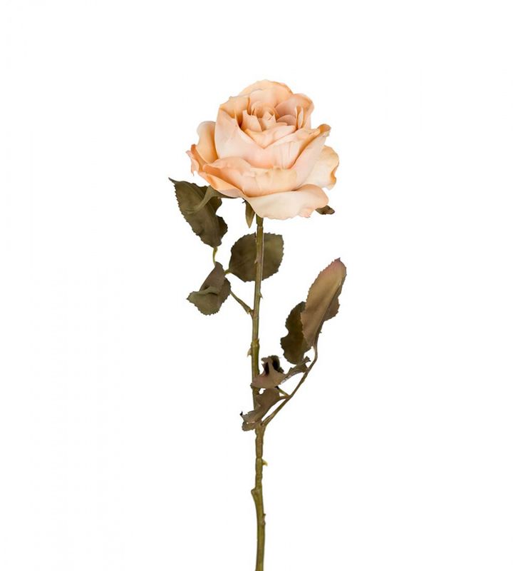 Rose beige/rosa