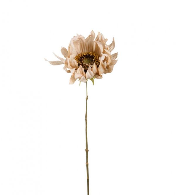 Hovedbilde Solsikke beige