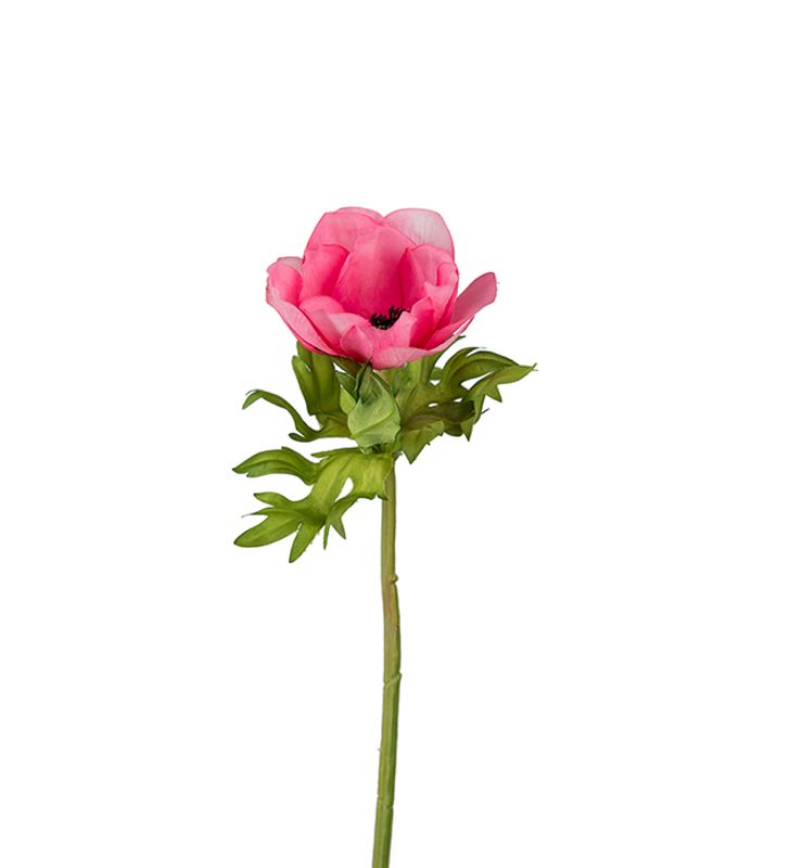 Anemone rosa
